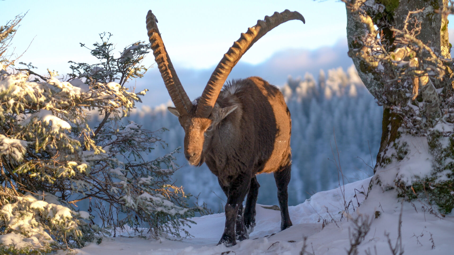 Alpine Ibex in Switzerland